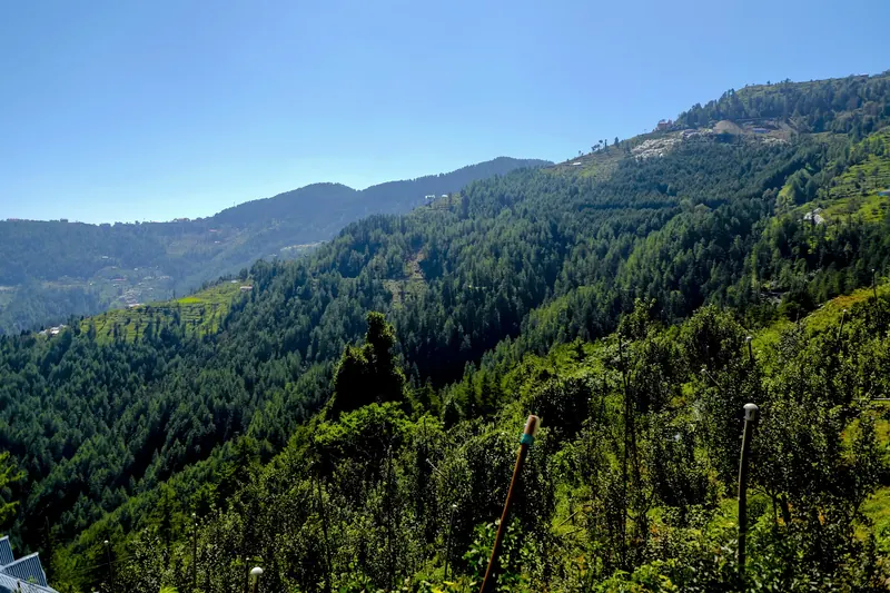 Deodar forest and orchard slopes