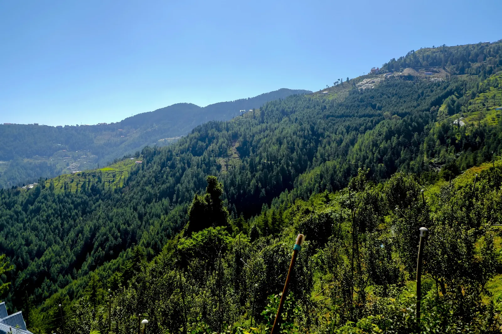 Deodar forest and orchard slopes around Kufri in summer